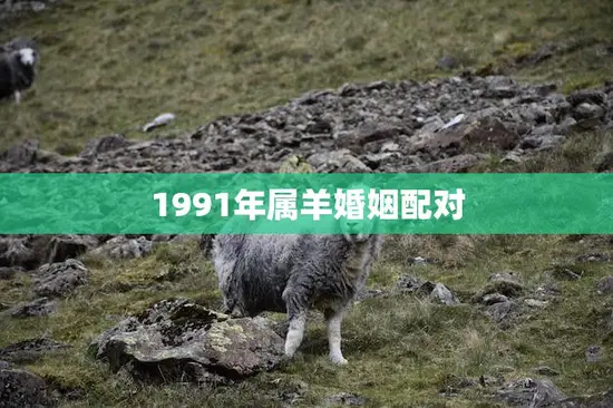 1991年属羊婚姻配对(如何选择最佳伴侣)