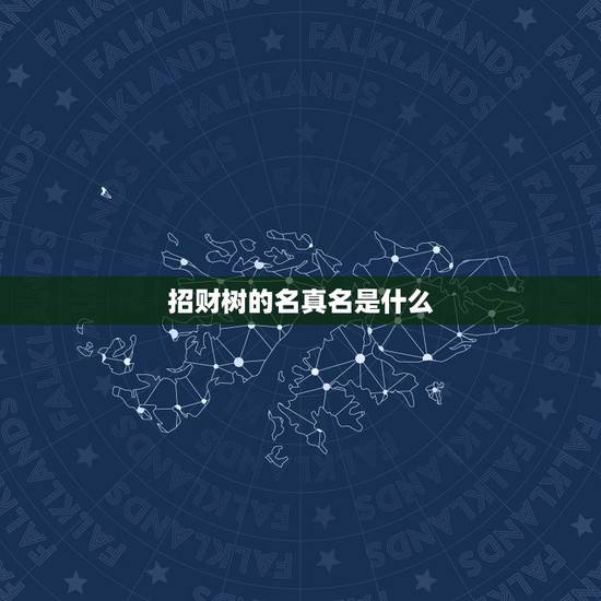 招财树的名真名是什么，招财树的介绍