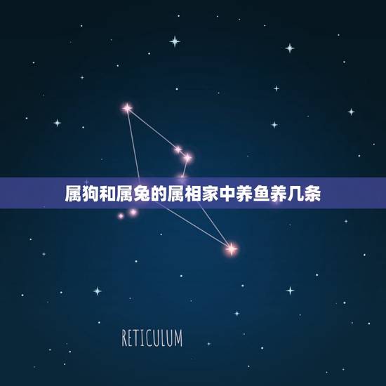 属狗和属兔的属相家中养鱼养几条，属相风水鱼养几条