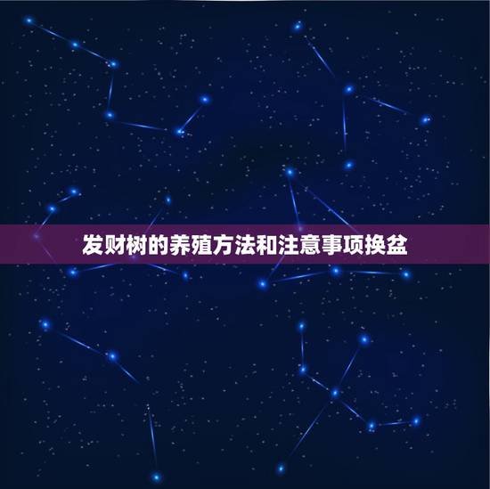 发财树的养殖方法和注意事项换盆,新移植的发财树怎么养? 发财树的养殖方法和注意事项换盆,新移植的发财树怎么养?