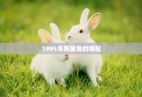 1999年男属兔的婚配(如何选择最佳配偶)