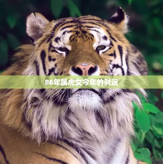 86年属虎女今年的财运(展望2023年的财富前景) 86年属虎女今年的财运(展望2023年的财富前景)