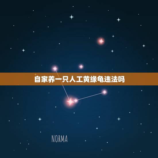 自家养一只人工黄缘龟违法吗,在中国养一只花龟违法吗 自家养一只人工黄缘龟违法吗,在中国养一只花龟违法吗