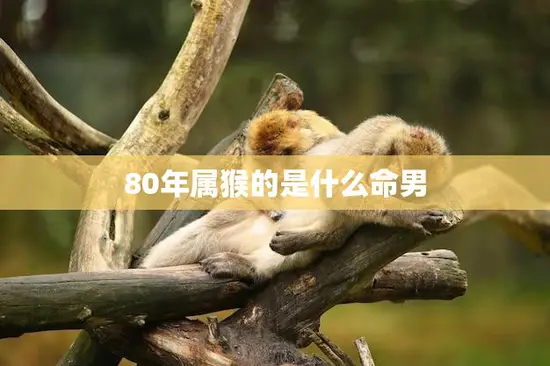 80年属猴的是什么命男(命运如何)