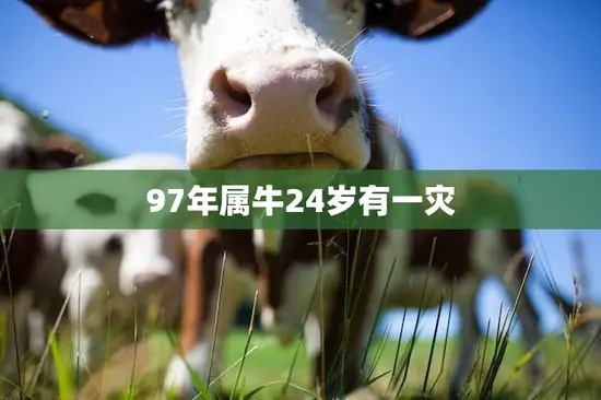 97年属牛24岁有一灾(如何化解)