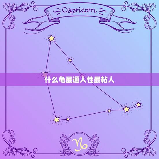 什么龟最通人性最粘人，什么龟最通人性，互动性强？