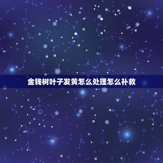 金钱树叶子发黄怎么处理怎么补救，金钱树叶子发黄怎么办？应该怎么补救？