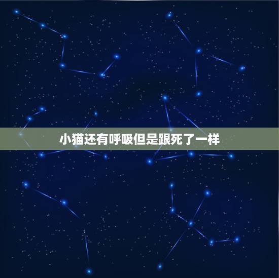 小猫还有呼吸但是跟死了一样,小猫 四肢僵硬,呼吸困难,像死猫一样! 小猫还有呼吸但是跟死了一样,小猫 四肢僵硬,呼吸困难,像死猫一样!