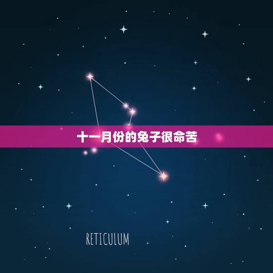十一月份的兔子很命苦,几月出生的属兔是富贵命 十一月份的兔子很命苦,几月出生的属兔是富贵命