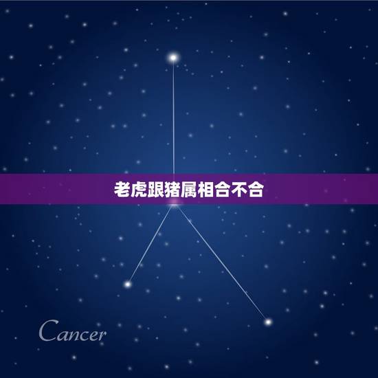 老虎跟猪属相合不合,狗和猪在一起财运好吗 老虎跟猪属相合不合,狗和猪在一起财运好吗