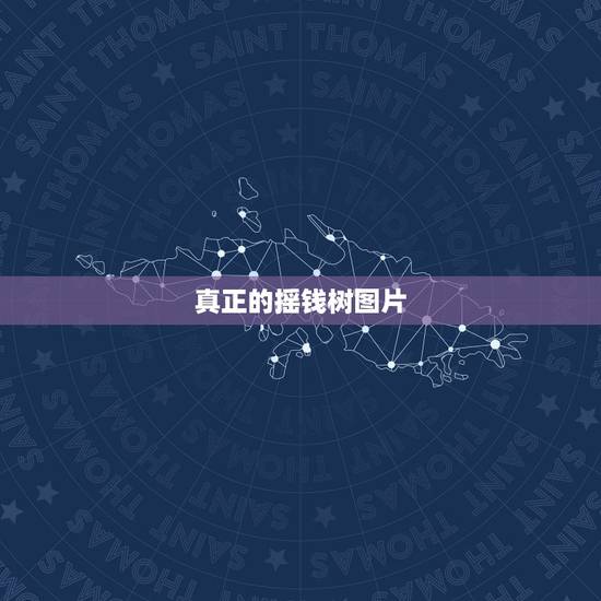 真正的摇钱树图片，摇钱树品种有哪些图片