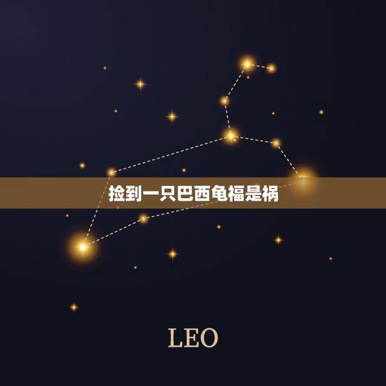 捡到一只巴西龟福是祸，我捡到一个巴西龟，是养着好还是？捡到乌龟有什