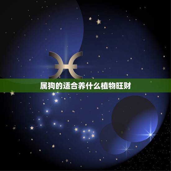 属狗的适合养什么植物旺财，养什么植物最旺财运？