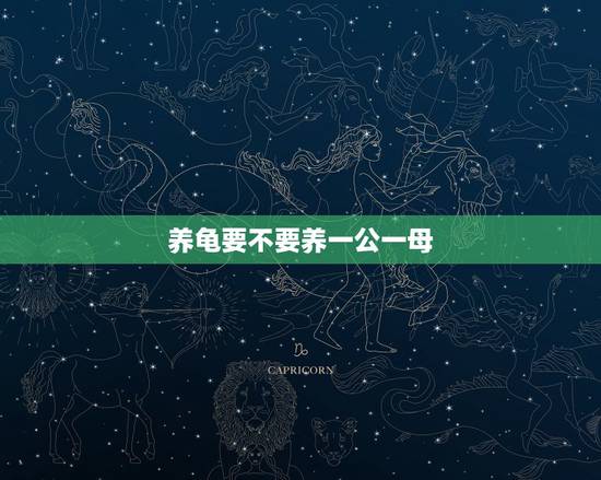 养龟要不要养一公一母，养乌龟的技巧？养一只还是养两只好？