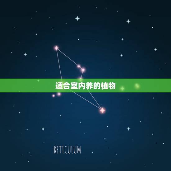 适合室内养的植物，室内温室适合种植的植物