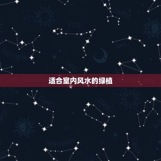 适合室内风水的绿植，卧室适合摆放什么绿植