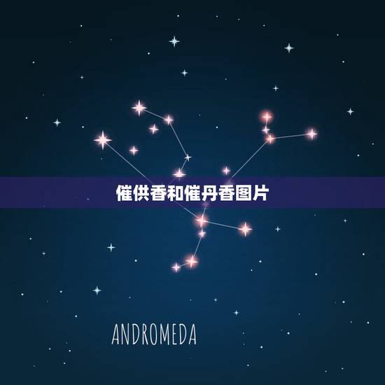 催供香和催丹香图片,急急急 遇到催供香 催供香和催丹香图片,急急急 遇到催供香
