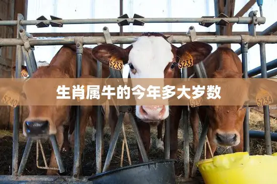 生肖属牛的今年多大岁数(2023年属牛人的年龄计算方法)