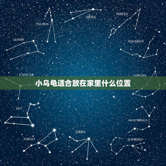 小乌龟适合放在家里什么位置，小乌龟放在家里的什么地方镇宅又旺财啊？