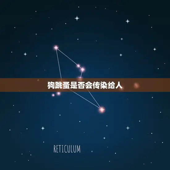 狗跳蚤是否会传染给人