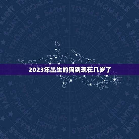 2023年出生的狗到现在几岁了(狗狗的年龄计算方法介绍) 2023年出生的狗到现在几岁了(狗狗的年龄计算方法介绍)