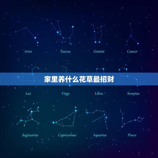 家里养什么花草最招财，养花风水，家庭养什么花风水好