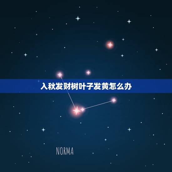 入秋发财树叶子发黄怎么办,发财树叶子发黄,怎么办? 入秋发财树叶子发黄怎么办,发财树叶子发黄,怎么办?