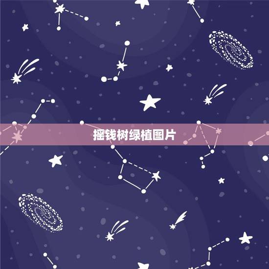 摇钱树绿植图片,摇钱树叶子图 摇钱树绿植图片,摇钱树叶子图