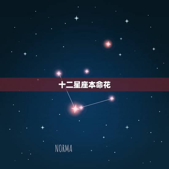十二星座本命花 十二星座代表的明星