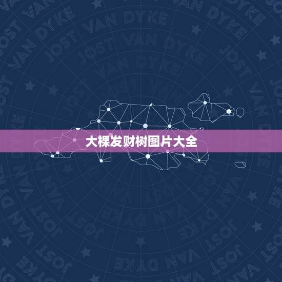 大棵发财树图片大全,大棵的发财树1.4米高可以弄成水培的吗? 大棵发财树图片大全,大棵的发财树1.4米高可以弄成水培的吗?
