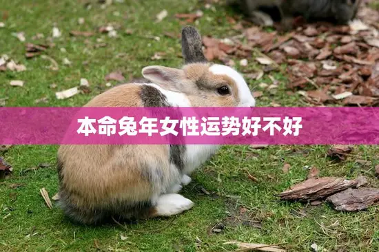 本命兔年女性运势好不好(2023年运势解析)