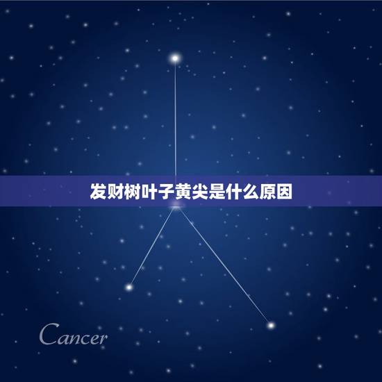 发财树叶子黄尖是什么原因，谁知道这发财树叶子尖发黄变干叶，怎么回事，求