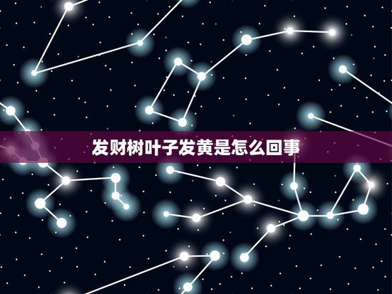 发财树叶子发黄是怎么回事,发财树叶子发黄了,怎么办?是什么原因呢? 发财树叶子发黄是怎么回事,发财树叶子发黄了,怎么办?是什么原因呢?