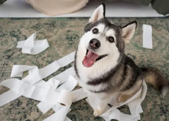 2023年属狗人禁忌(如何避免厄运)