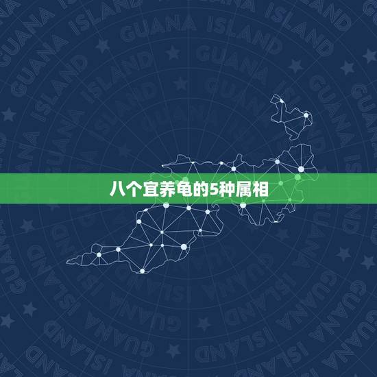 八个宜养龟的5种属相,什么生肖适合养龟 八个宜养龟的5种属相,什么生肖适合养龟