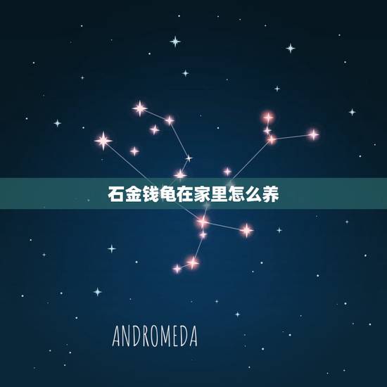 石金钱龟在家里怎么养，石金钱龟要怎样饲养