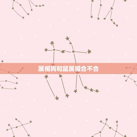 属相狗和鼠属相合不合，属狗的与属鼠合不合