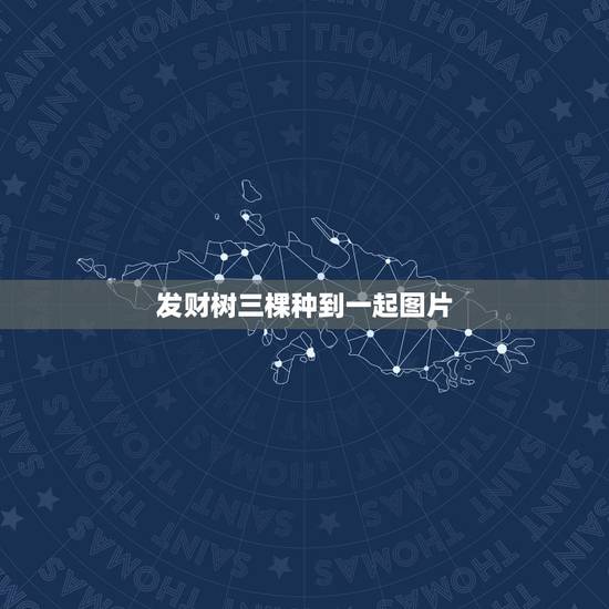 发财树三棵种到一起图片，买了一盆发财树，发财树旁边有三棵小植物，我从来