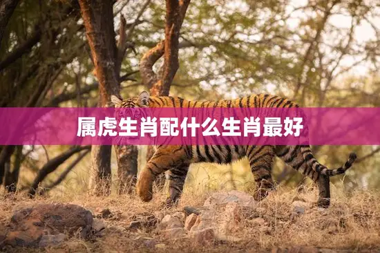 属虎生肖配什么生肖最好(恋爱婚姻大揭秘)