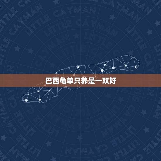 巴西龟单只养是一双好，乌龟养一对好还是养一只好