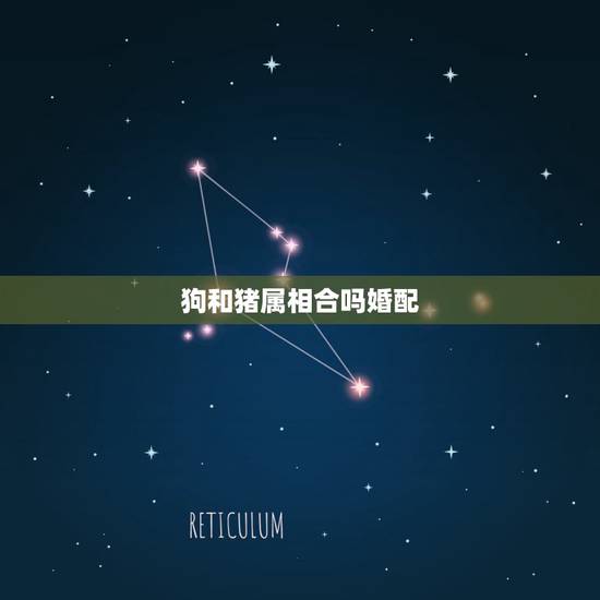 狗和猪属相合吗婚配，属狗和猪相配吗