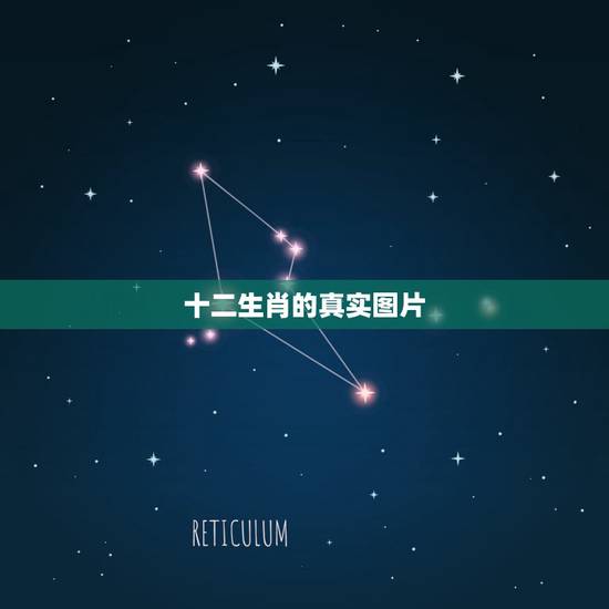 十二生肖的真实图片,生肖图案十二生肖顺序 十二生肖的真实图片,生肖图案十二生肖顺序