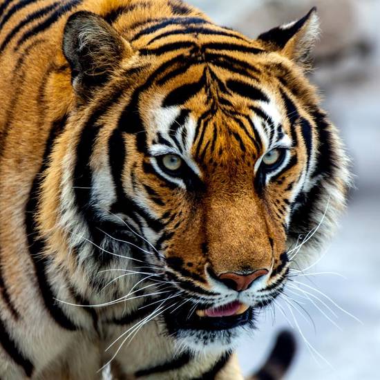 属虎与什么属相相克相冲(属相相克相冲大揭秘)