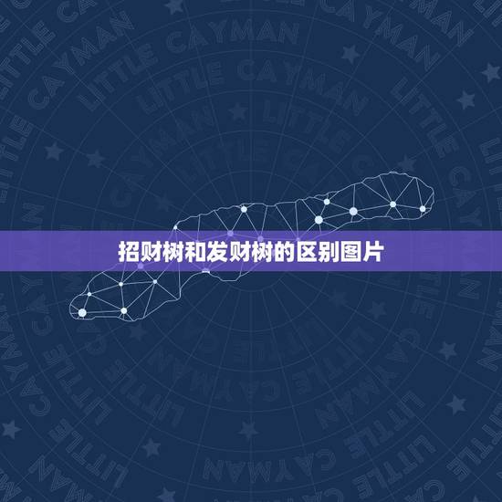 招财树和发财树的区别图片,谁知道发财树和招财树的区别,请附上图片 招财树和发财树的区别图片,谁知道发财树和招财树的区别,请附上图片