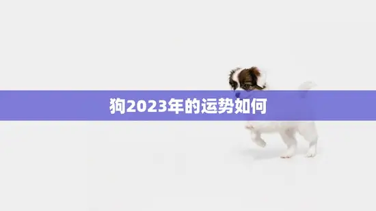 狗2023年的运势如何(狗年运势大揭秘) 狗2023年的运势如何(狗年运势大揭秘)