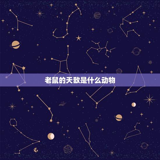 老鼠的天敌是什么动物,仓鼠的天敌是什么动物 老鼠的天敌是什么动物,仓鼠的天敌是什么动物