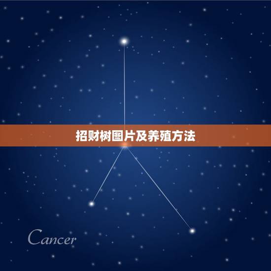 招财树图片及养殖方法,发财树的养护 招财树图片及养殖方法,发财树的养护