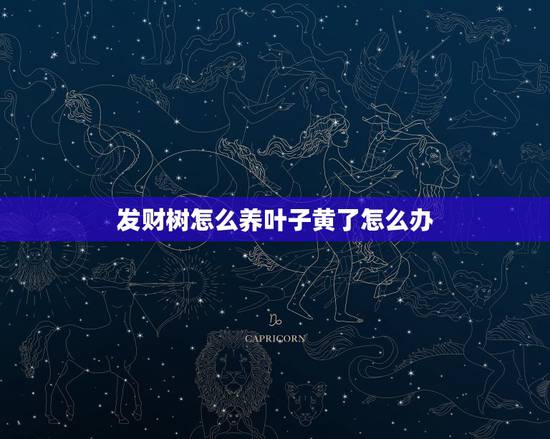 发财树怎么养叶子黄了怎么办，发财树叶子黄了怎么办？