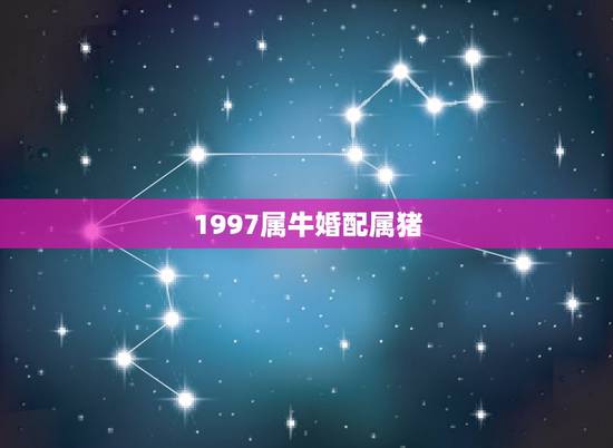 1997属牛婚配属猪,97年属牛和95年属猪配吗 1997属牛婚配属猪,97年属牛和95年属猪配吗