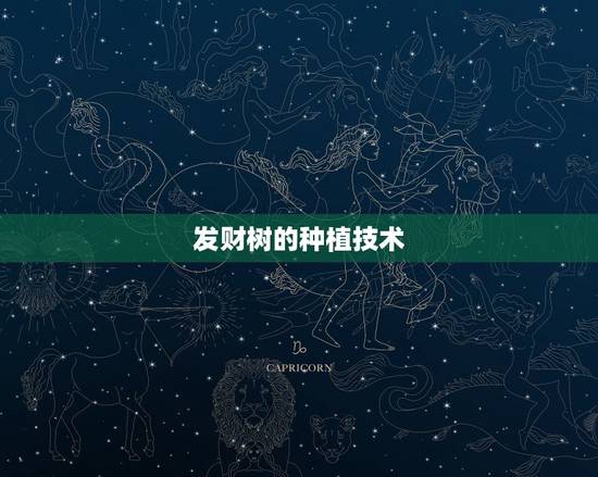 发财树的种植技术，种发财树要怎么种植